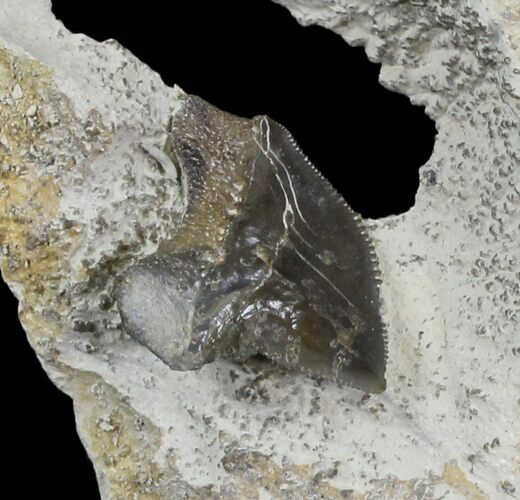Squalicorax Fossil Shark Tooth - Kansas #31646